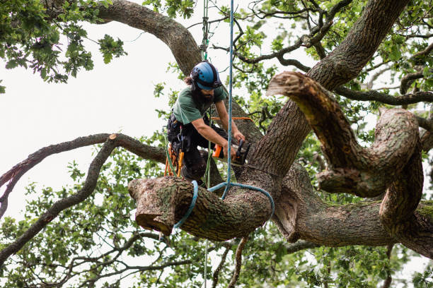 Mulching Services in Sebastian, FL